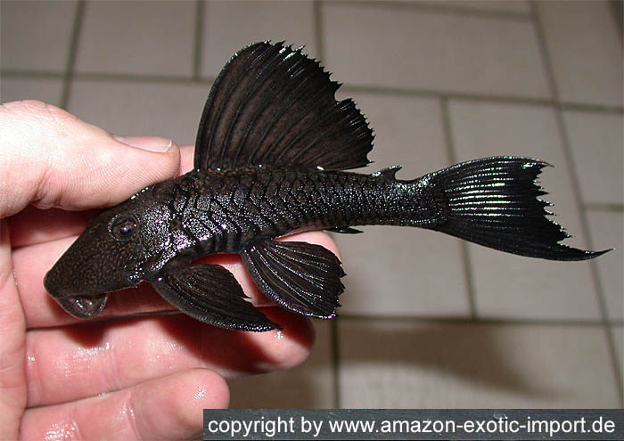 Pleco spec. Black Devil Sailfin